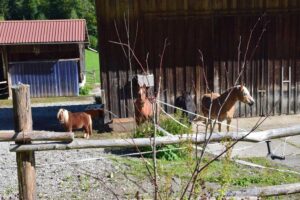 Bild Pferde vor unserem Stall
